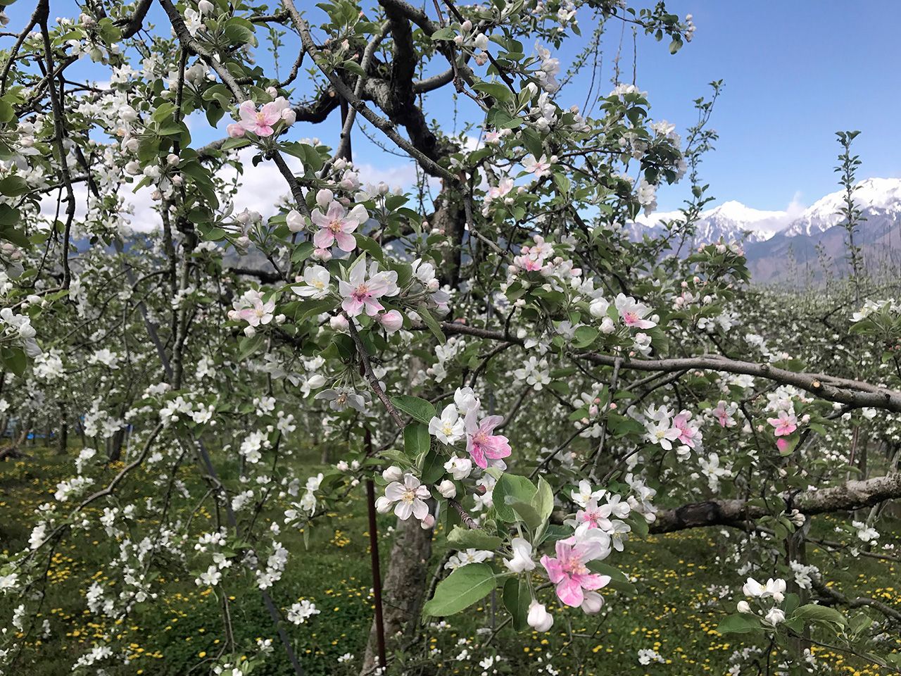 りんごの花の写真