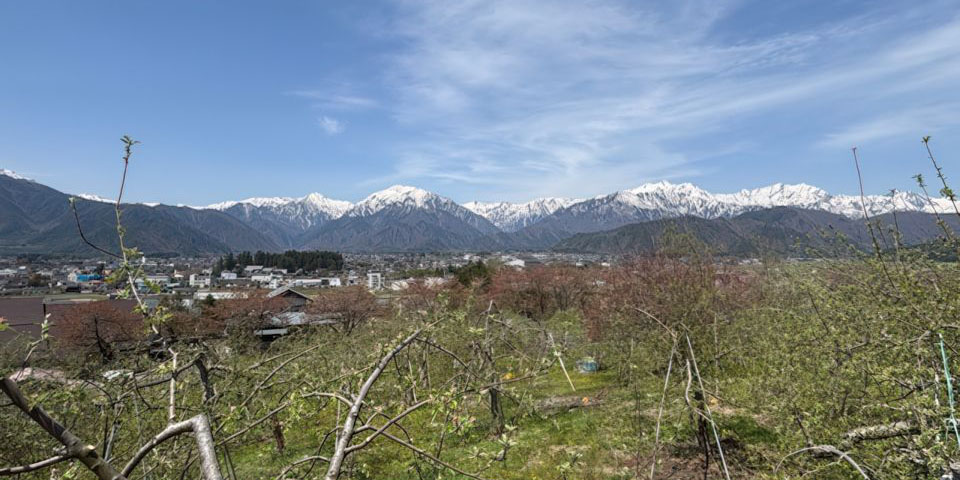 リンゴ園から北アルプスを望む Image