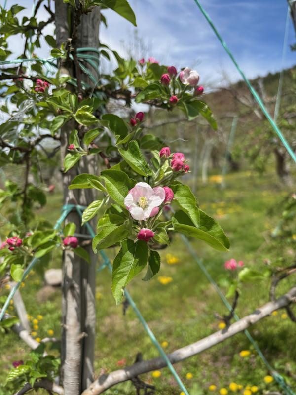 リンゴの花 Image