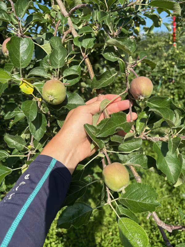 摘果作業中 Image