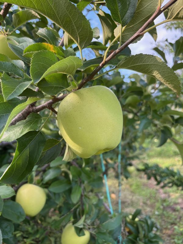 収穫まであと少し Image