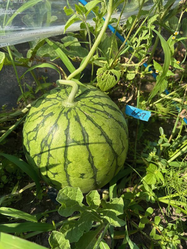 今年のスイカ Image