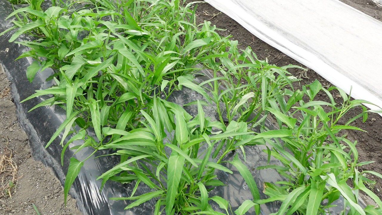 写真：木崎湖でのサップ②