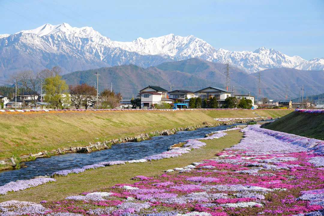 北アルプスと芝桜 Image