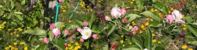 リレー・エッセイ 第24回 りんご農家の春