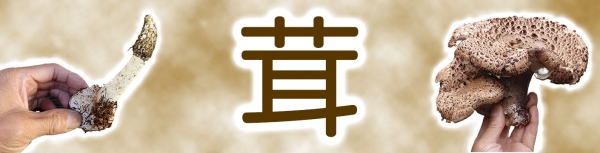 第51回 秋の味覚、キノコ